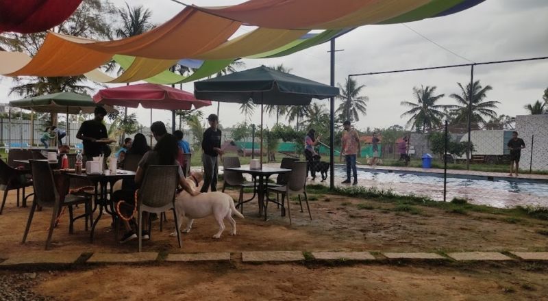 Photo of Top 5 pet-friendly cafes to take your pet this weekend! by Swetha Krishnan