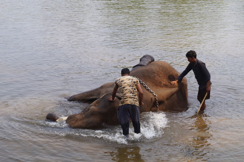 Photo of A coorg trip that went according to plan! 2022 (well detailed) by udhankar