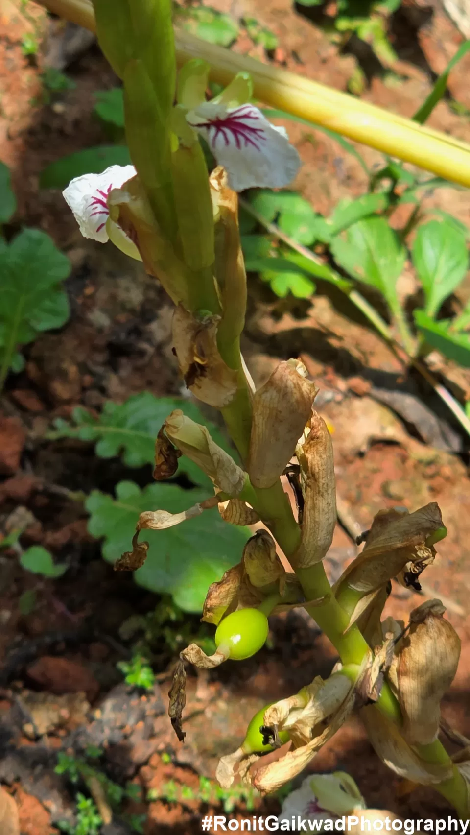 Photo of A garden showing never before seen spices in their Natural environment !!! by Ronit Rajesh Gaikwad