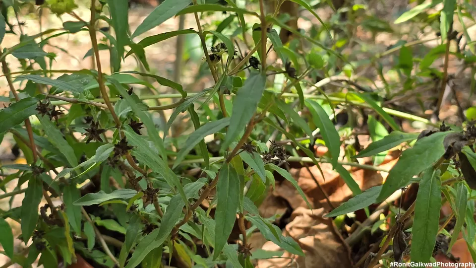 Photo of A garden showing never before seen spices in their Natural environment !!! by Ronit Rajesh Gaikwad