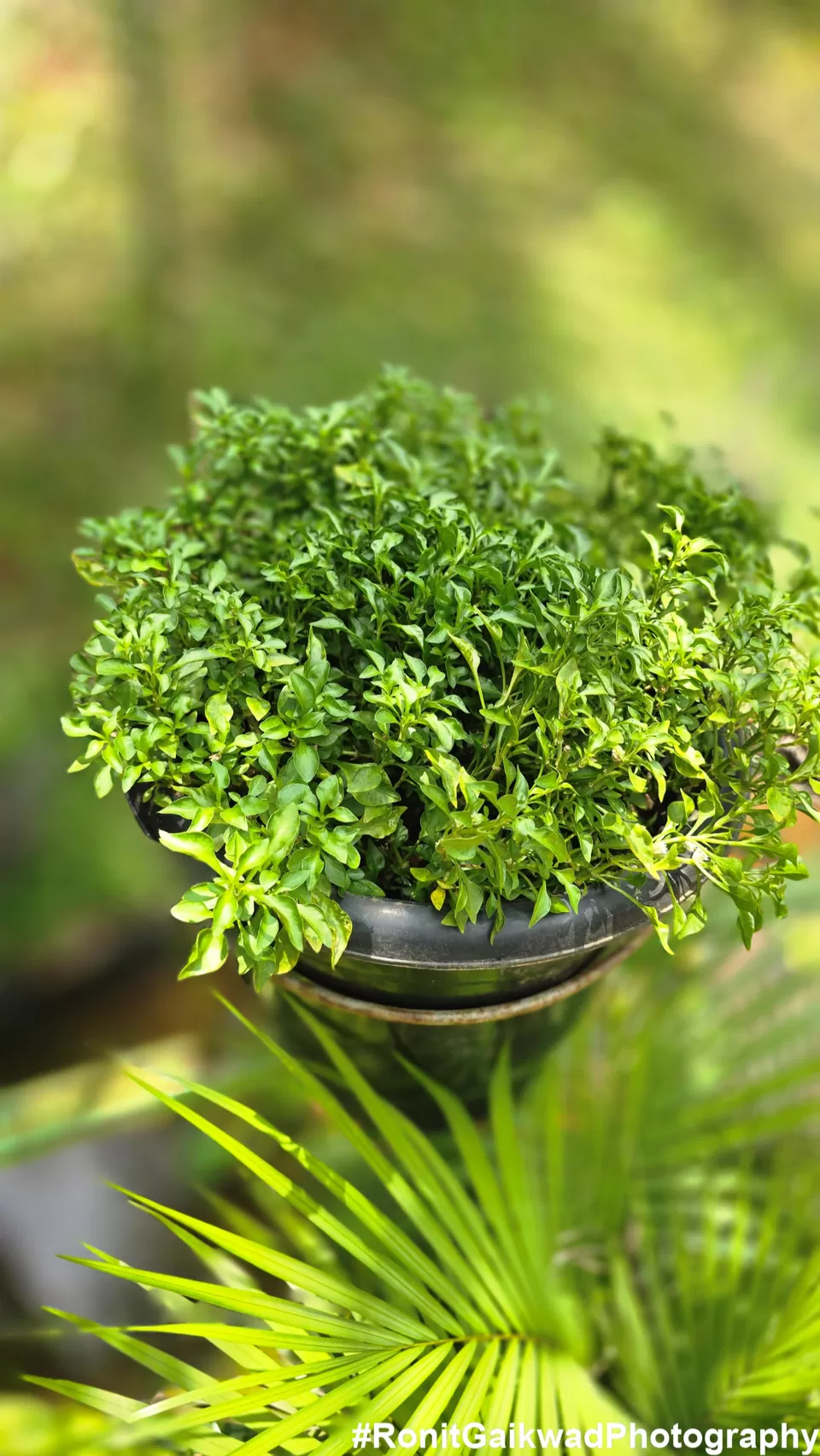 Photo of A garden showing never before seen spices in their Natural environment !!! by Ronit Rajesh Gaikwad
