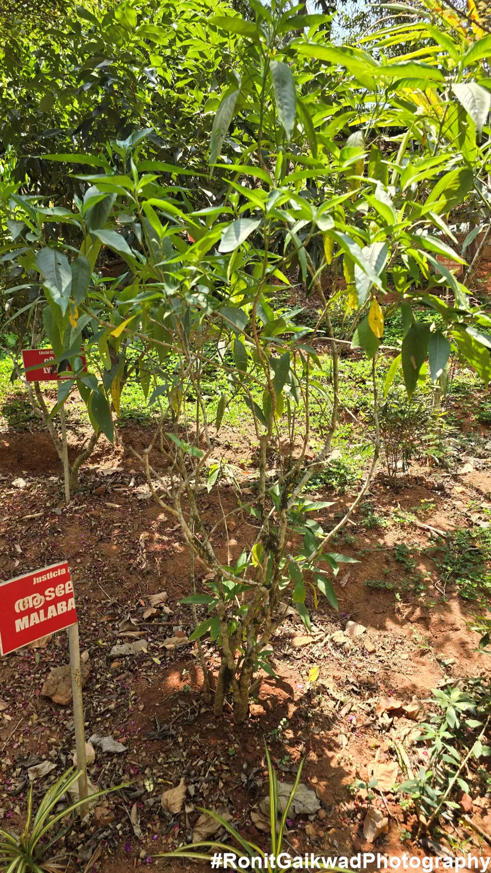 Photo of A garden showing never before seen spices in their Natural environment !!! by Ronit Rajesh Gaikwad