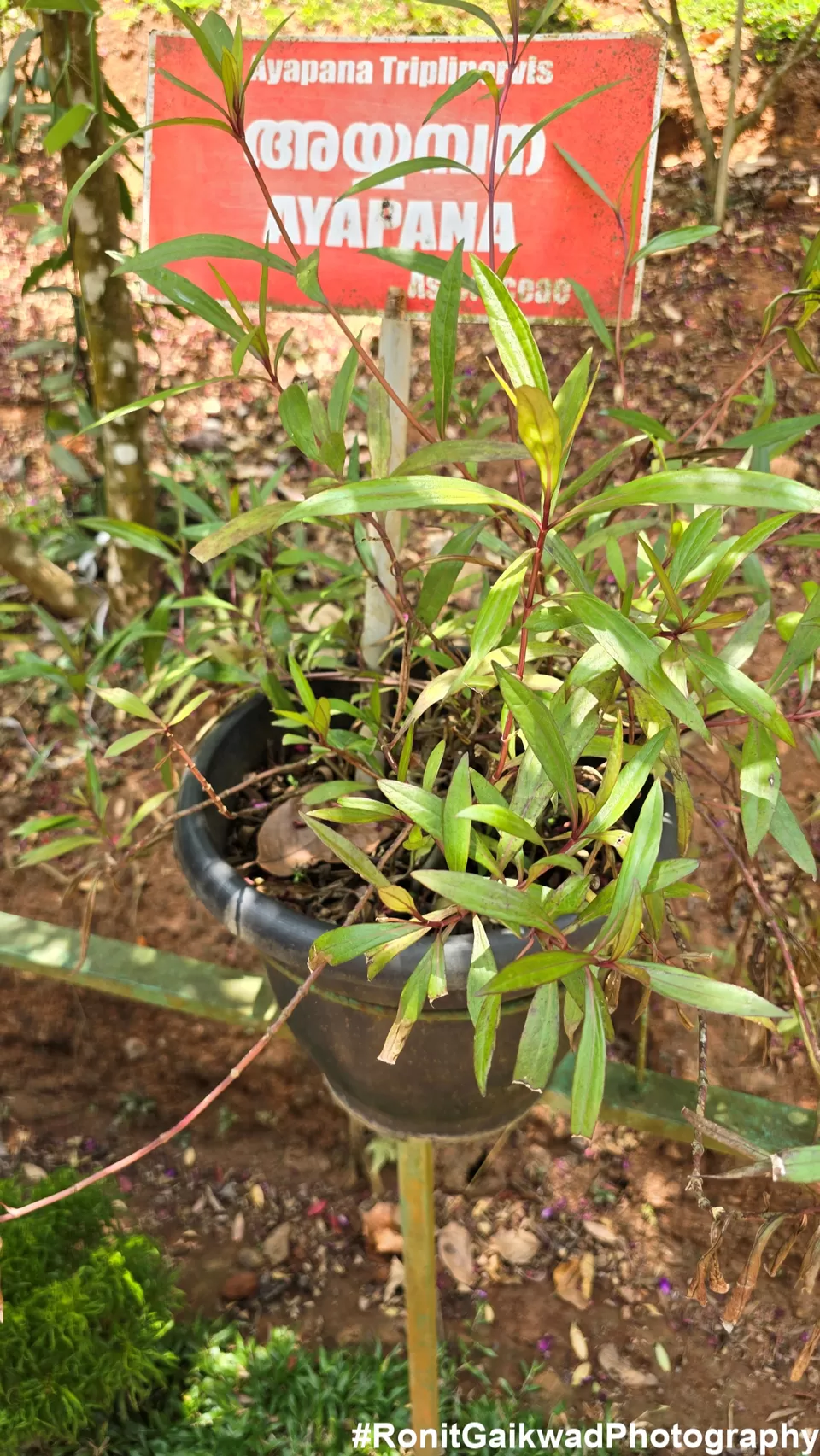 Photo of A garden showing never before seen spices in their Natural environment !!! by Ronit Rajesh Gaikwad