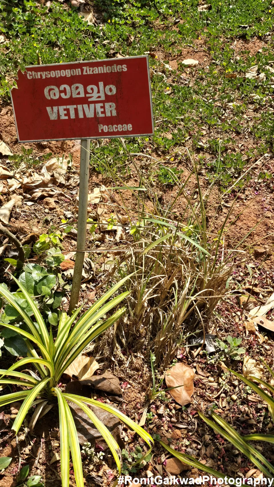 Photo of A garden showing never before seen spices in their Natural environment !!! by Ronit Rajesh Gaikwad