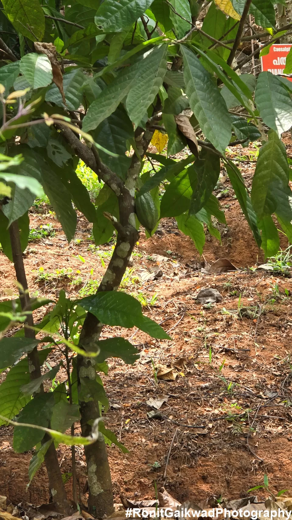 Photo of A garden showing never before seen spices in their Natural environment !!! by Ronit Rajesh Gaikwad