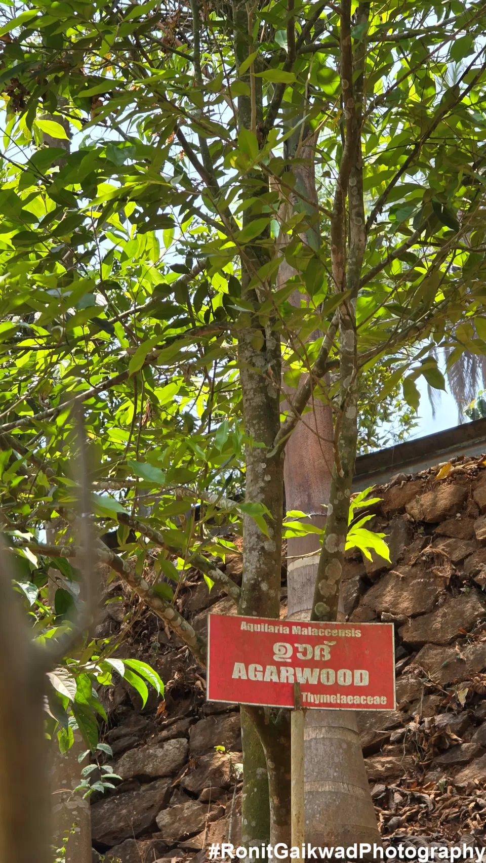 Photo of A garden showing never before seen spices in their Natural environment !!! by Ronit Rajesh Gaikwad