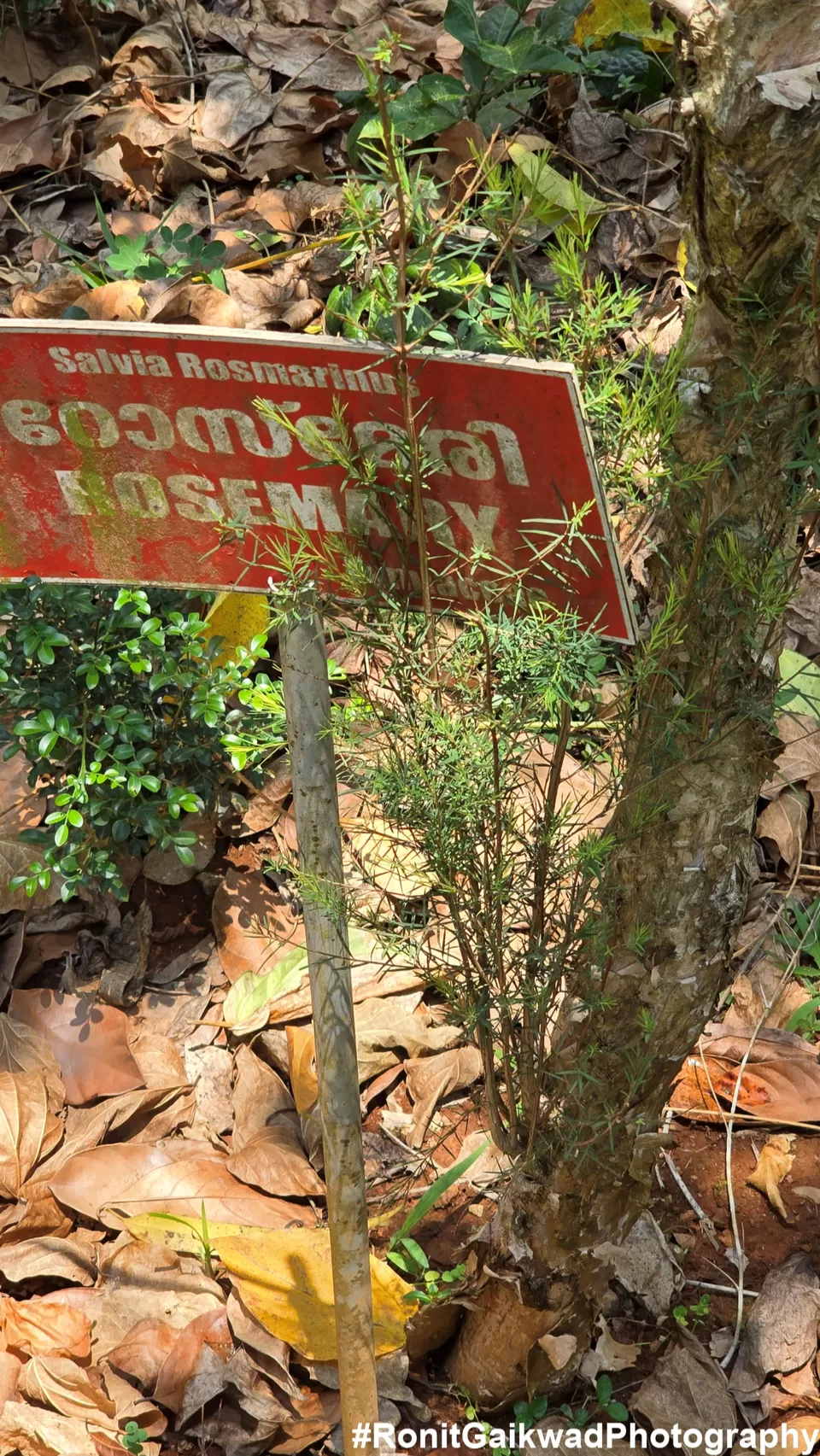 Photo of A garden showing never before seen spices in their Natural environment !!! by Ronit Rajesh Gaikwad