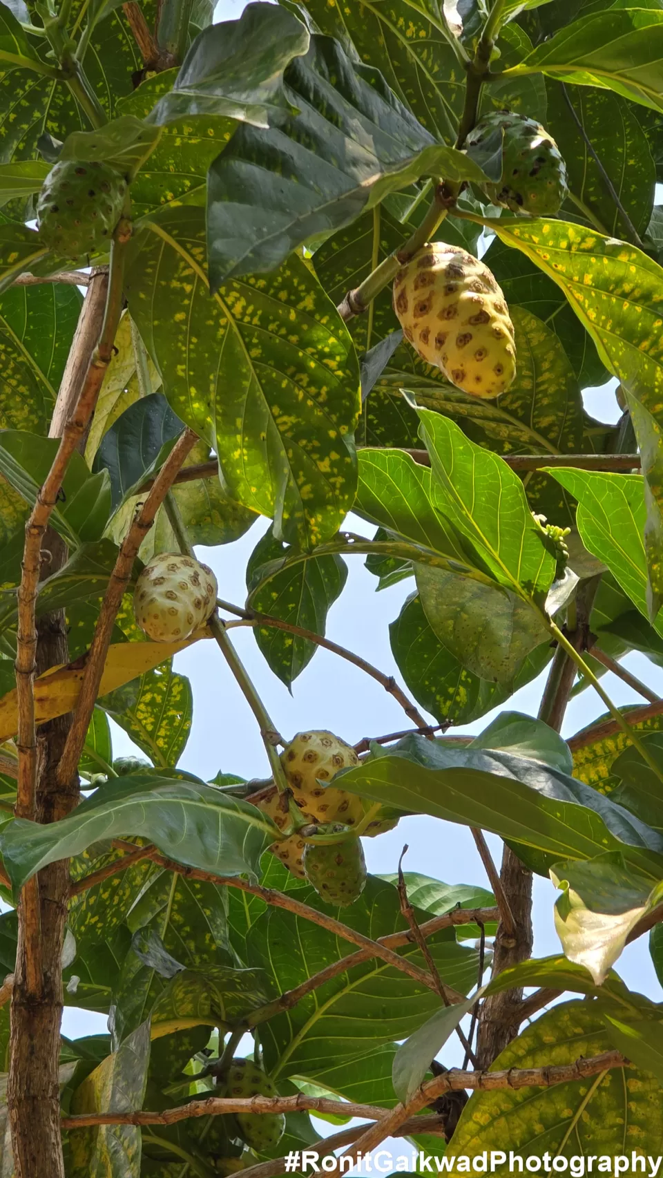 Photo of A garden showing never before seen spices in their Natural environment !!! by Ronit Rajesh Gaikwad