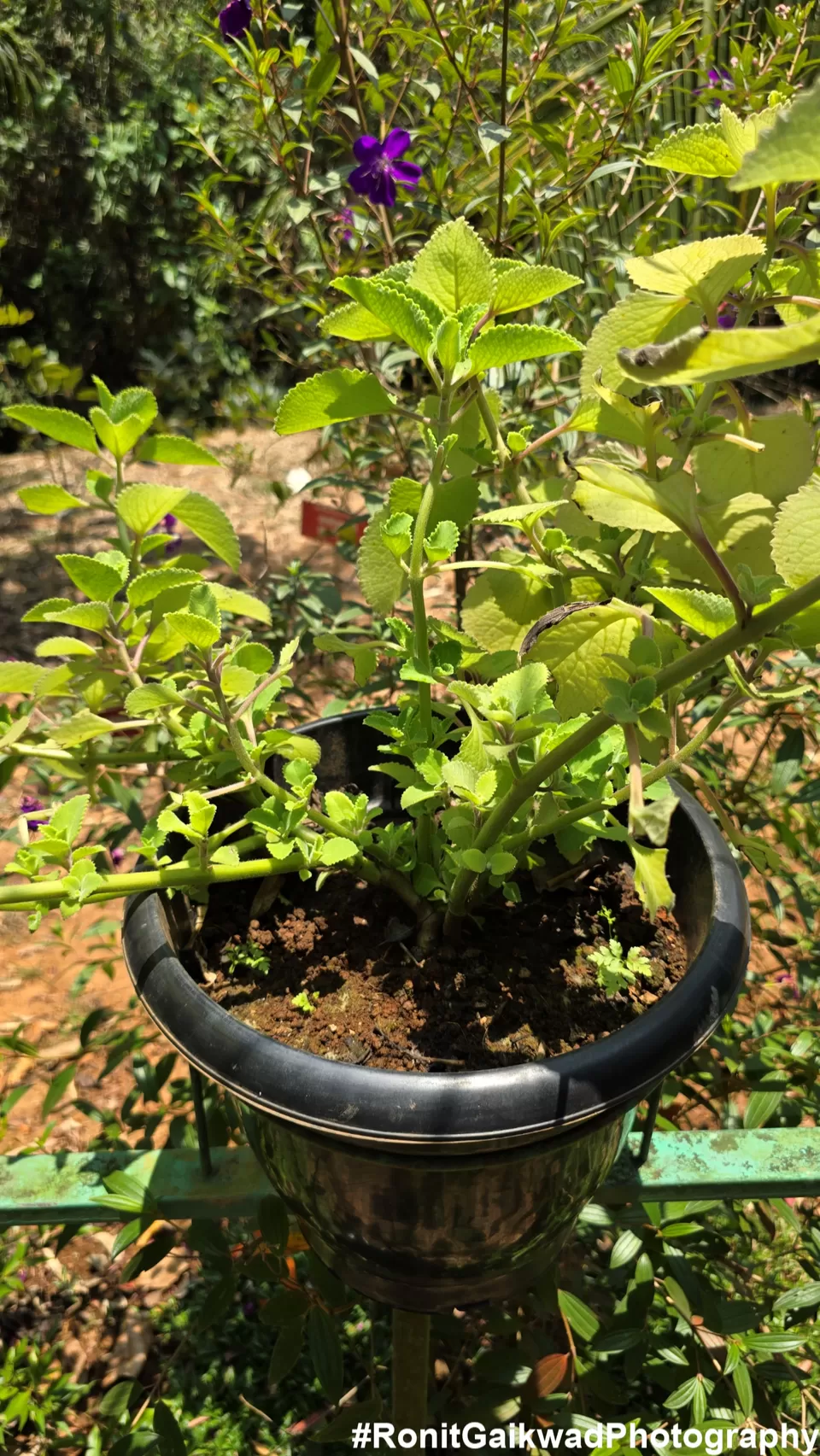 Photo of A garden showing never before seen spices in their Natural environment !!! by Ronit Rajesh Gaikwad