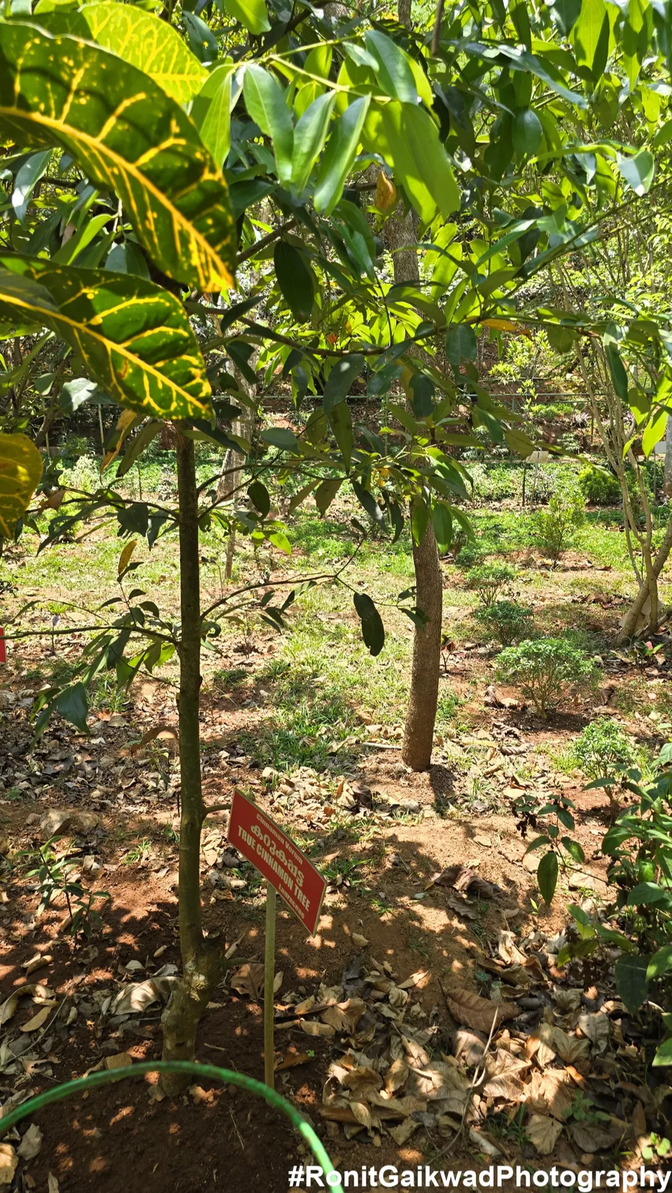 Photo of A garden showing never before seen spices in their Natural environment !!! by Ronit Rajesh Gaikwad