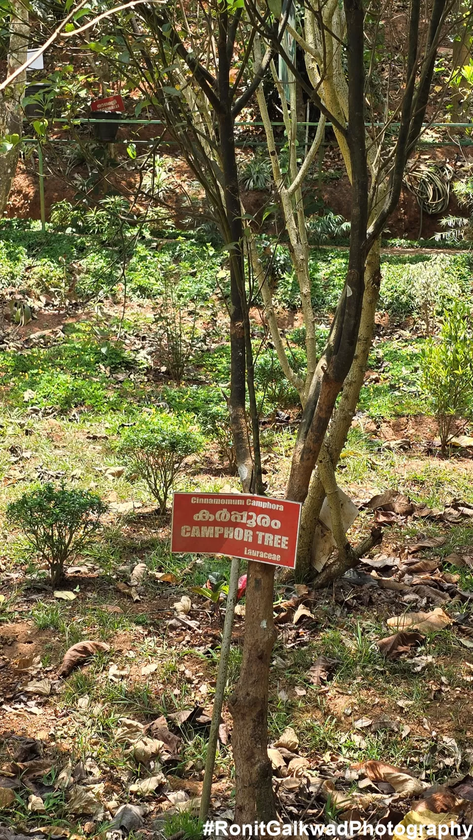 Photo of A garden showing never before seen spices in their Natural environment !!! by Ronit Rajesh Gaikwad