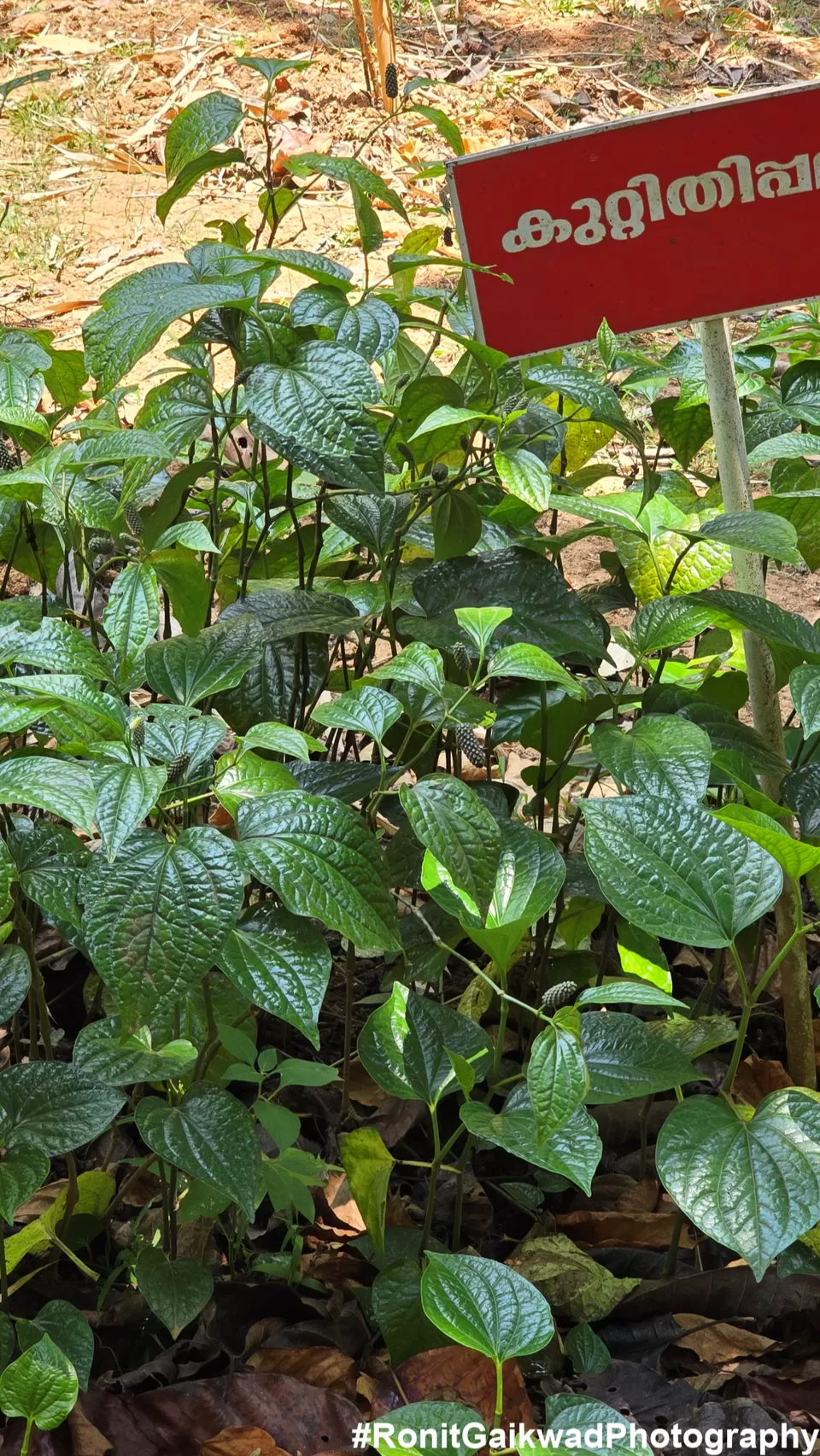 Photo of A garden showing never before seen spices in their Natural environment !!! by Ronit Rajesh Gaikwad
