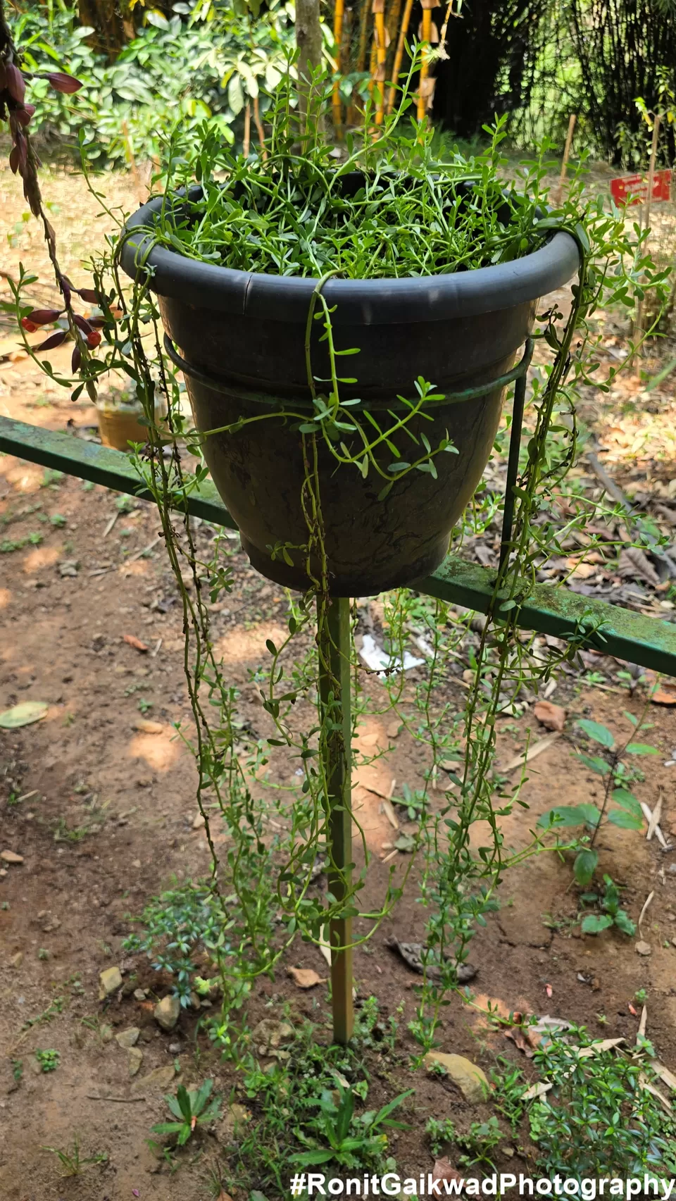 Photo of A garden showing never before seen spices in their Natural environment !!! by Ronit Rajesh Gaikwad