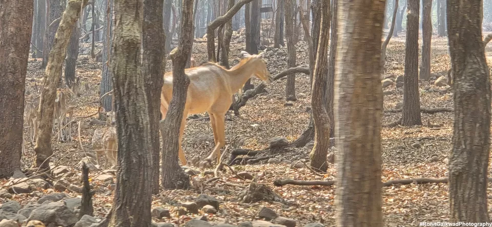 Photo of An amazing wildlife experience with herds of deer !!!! by Ronit Rajesh Gaikwad