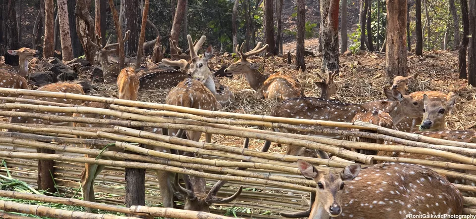 Photo of An amazing wildlife experience with herds of deer !!!! by Ronit Rajesh Gaikwad