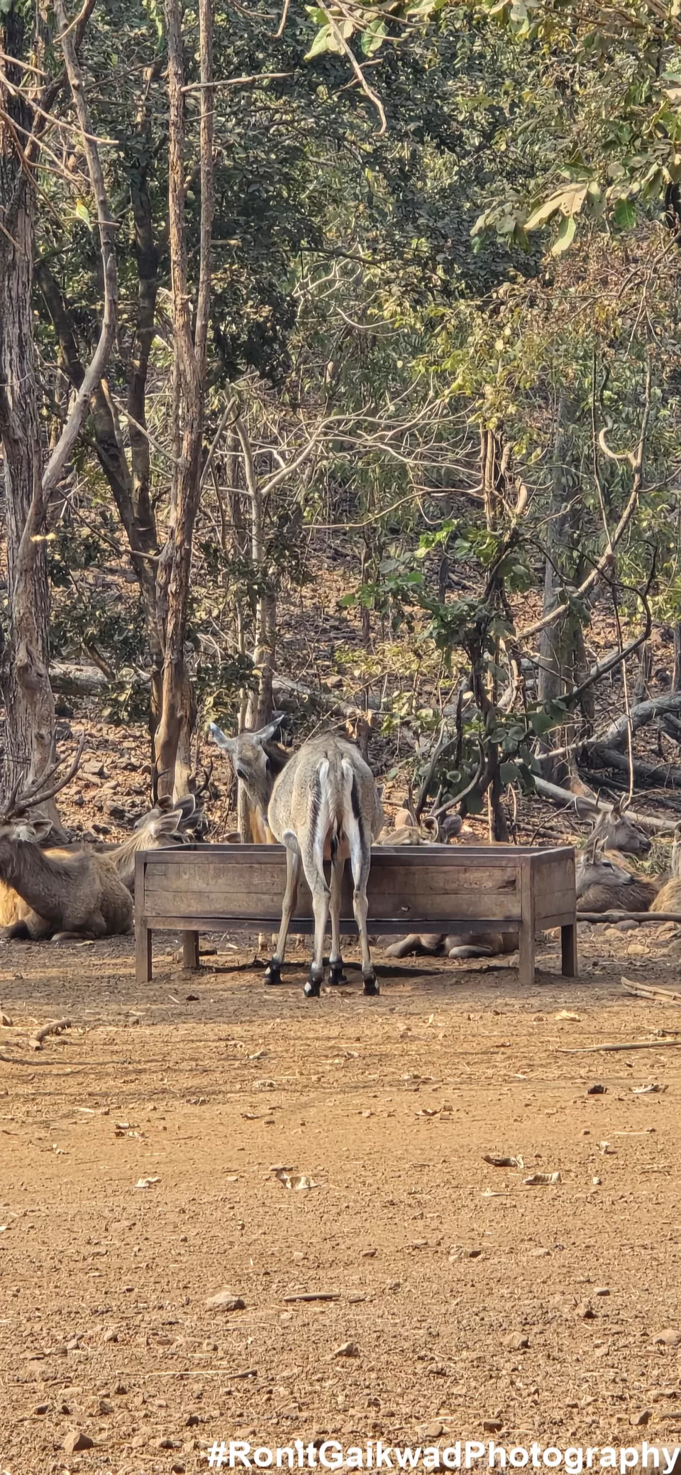 Photo of An amazing wildlife experience with herds of deer !!!! by Ronit Rajesh Gaikwad