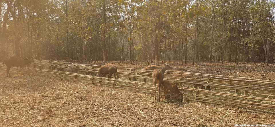 Photo of An amazing wildlife experience with herds of deer !!!! by Ronit Rajesh Gaikwad