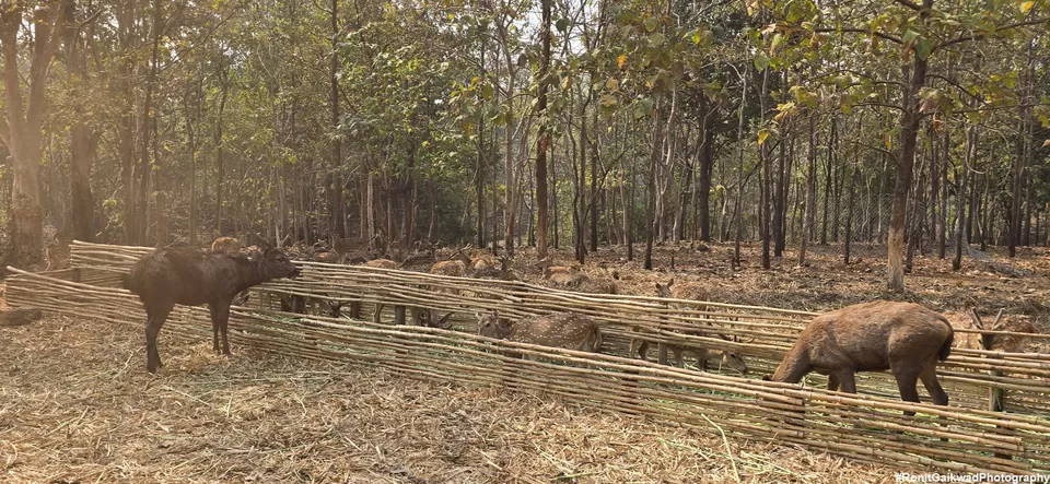 Photo of An amazing wildlife experience with herds of deer !!!! by Ronit Rajesh Gaikwad