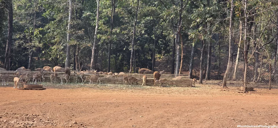 Photo of An amazing wildlife experience with herds of deer !!!! by Ronit Rajesh Gaikwad