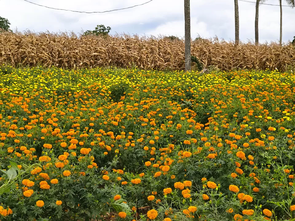 Photo of A Road Trip to Hassan: Temples, Trails & Tranquility by Rakesh Chilumuru