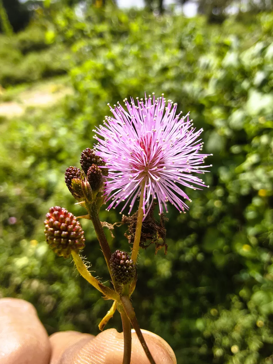 Photo of A Road Trip to Hassan: Temples, Trails & Tranquility by Rakesh Chilumuru