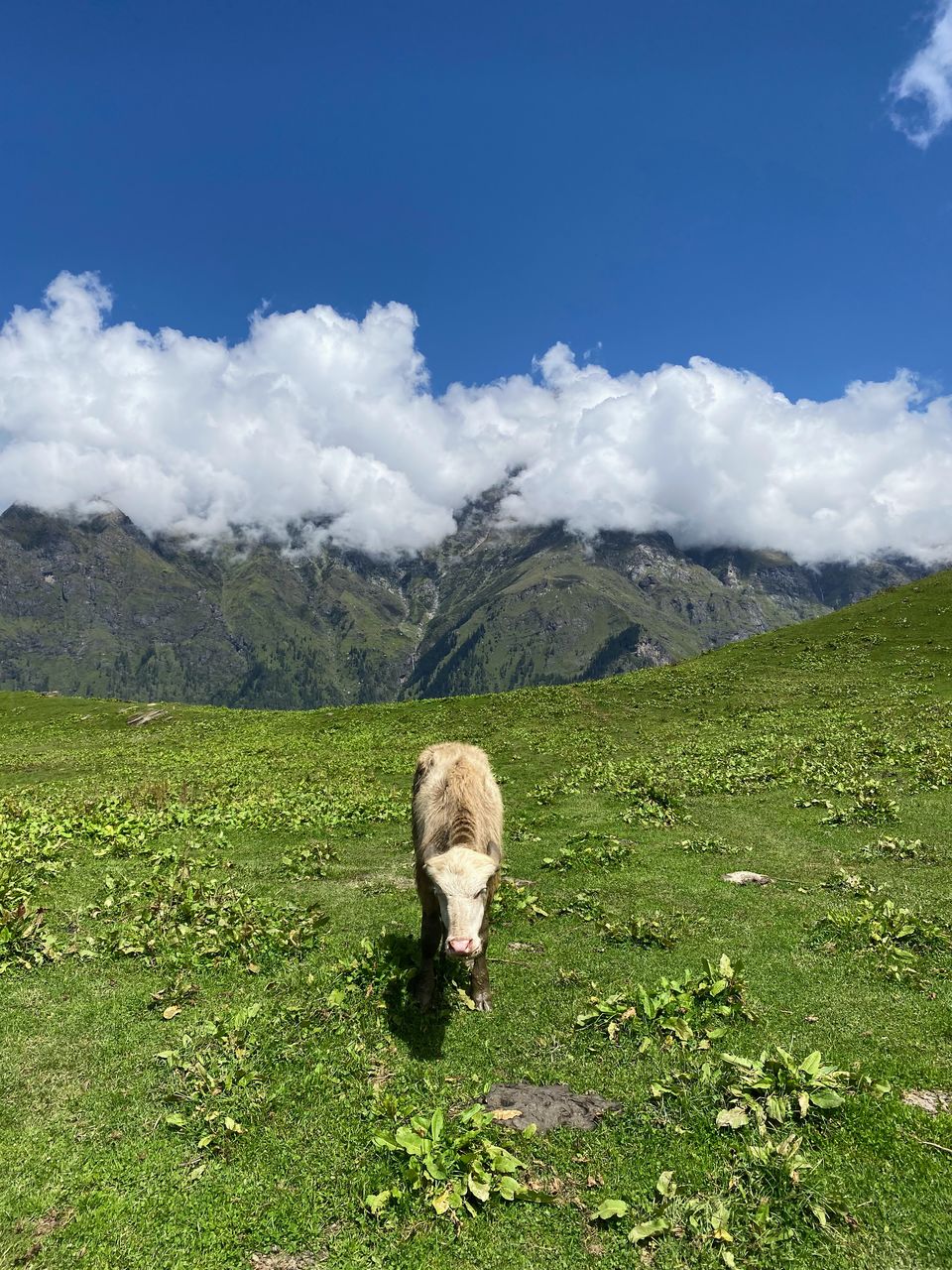 Photo of Far-out in Parvati: Trekking from Kalga to Kheerganga via Bunbuni Pass by Digital Nomad