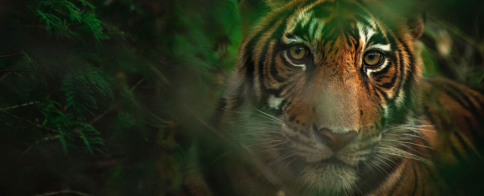 Photo of Weekend without Travel? Head to Bandhavgarh National Park by Siddhartha