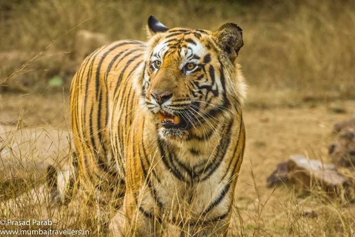 Photo of An Exciting Tiger Encounter at Bandhavgarh by Uday Patel