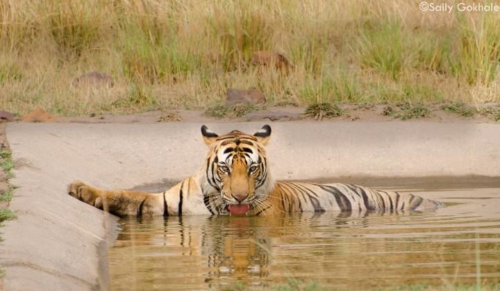 Photo of An Exciting Tiger Encounter at Bandhavgarh by Uday Patel