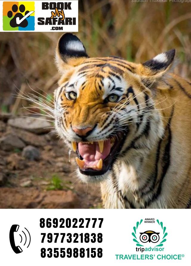 Photo of An Exciting Tiger Encounter at Bandhavgarh by Uday Patel