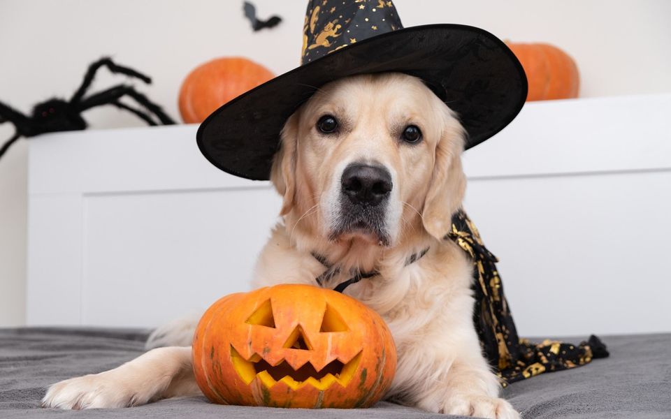 Photo of 8 places across India where you can enjoy the 'spirit' of Halloween by Sanghamitra Ghosh