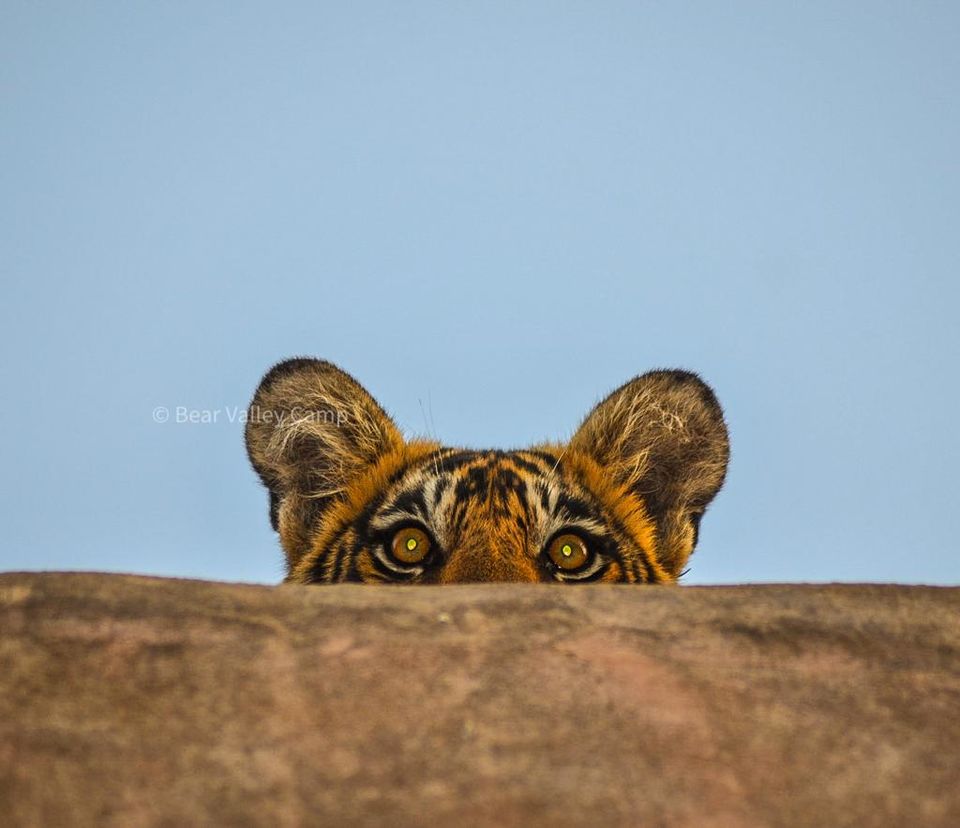Photo of Photographing Tigers in the Wild by Salil Dalvi