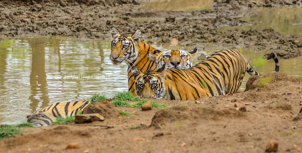 Photo of Photographing Tigers in the Wild by Salil Dalvi