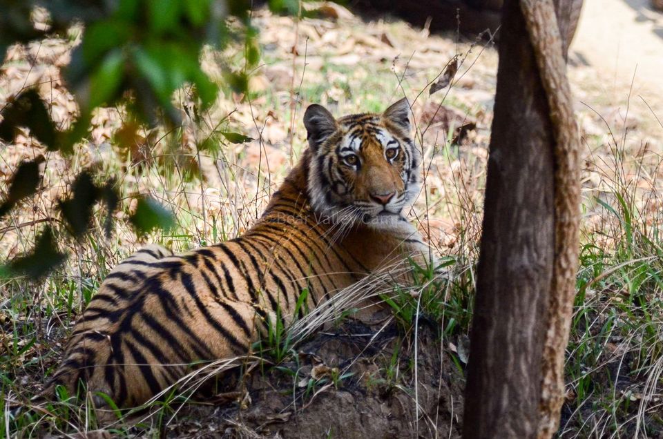 Photo of Photographing Tigers in the Wild by Salil Dalvi