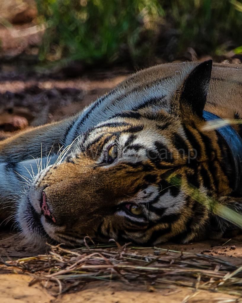 Photo of Photographing Tigers in the Wild by Salil Dalvi