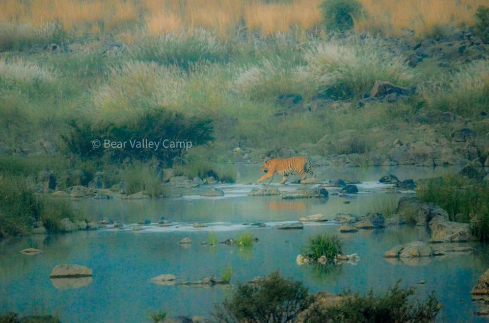 Photo of Photographing Tigers in the Wild by Salil Dalvi