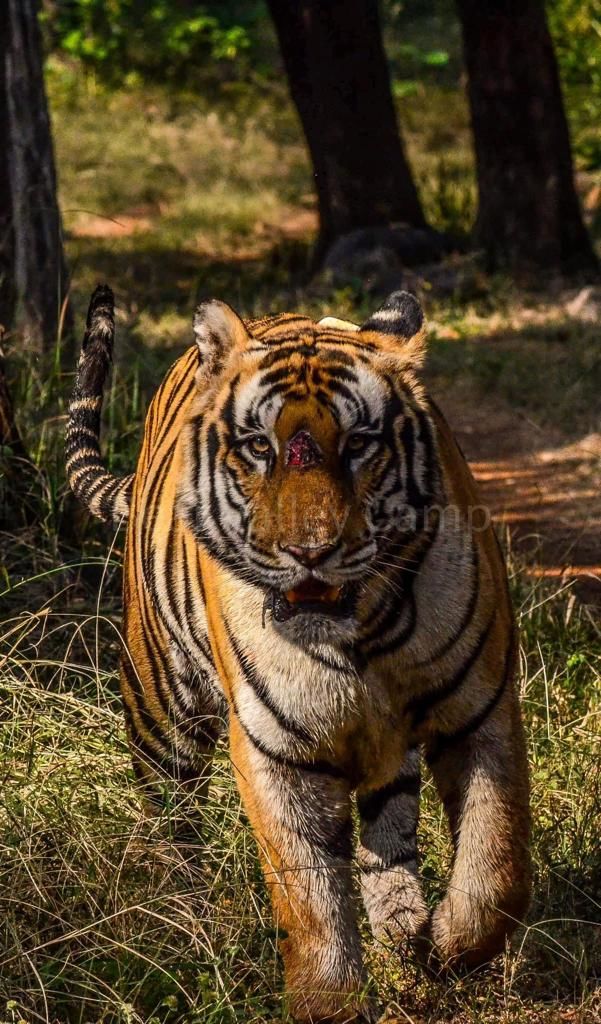 Photo of Photographing Tigers in the Wild by Salil Dalvi