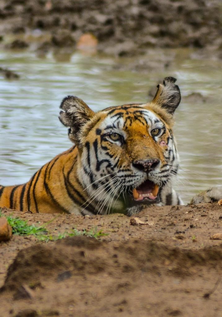 Photo of Photographing Tigers in the Wild by Salil Dalvi