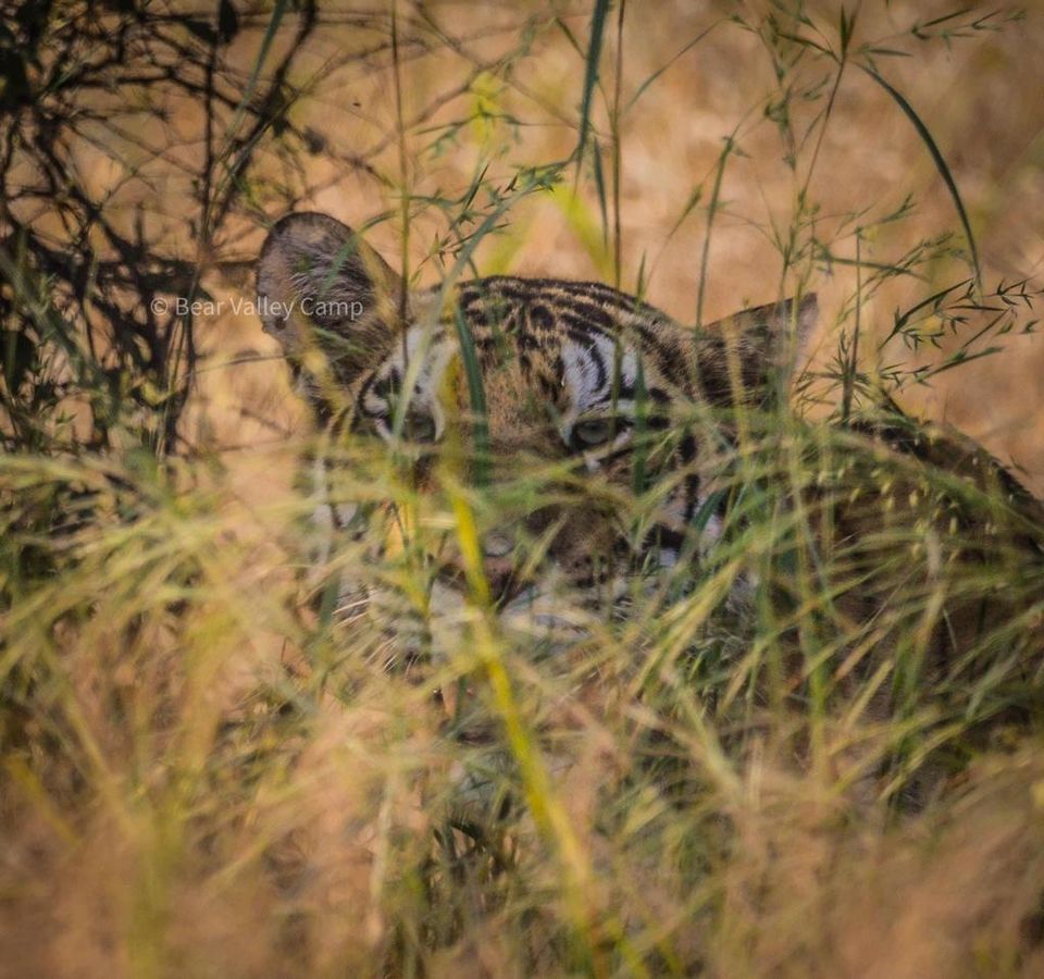 Photo of Photographing Tigers in the Wild by Salil Dalvi