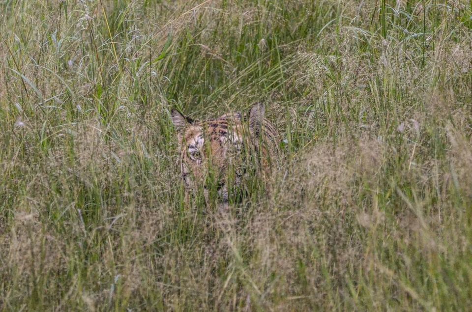 Photo of Photographing Tigers in the Wild by Salil Dalvi