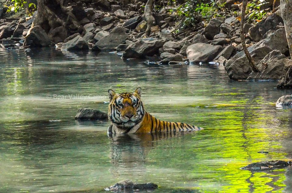 Photo of Photographing Tigers in the Wild by Salil Dalvi