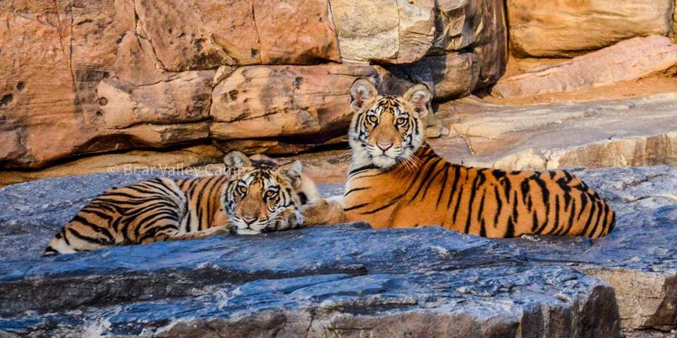 Photo of Photographing Tigers in the Wild by Salil Dalvi