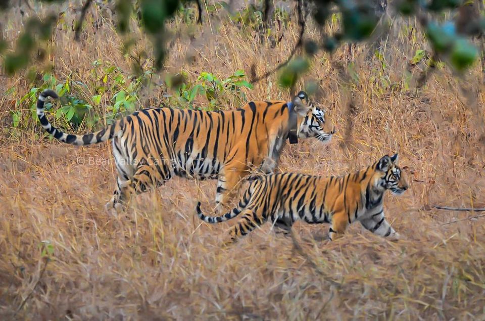 Photo of Photographing Tigers in the Wild by Salil Dalvi