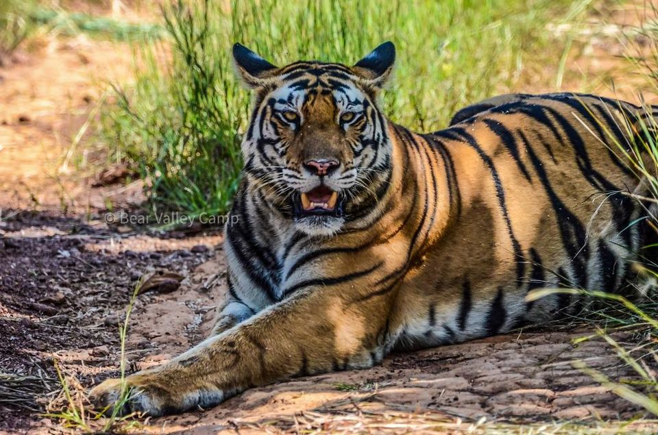 Photo of Photographing Tigers in the Wild by Salil Dalvi