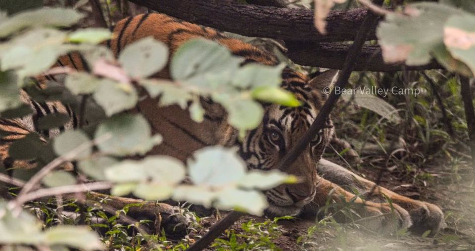 Photo of Photographing Tigers in the Wild by Salil Dalvi