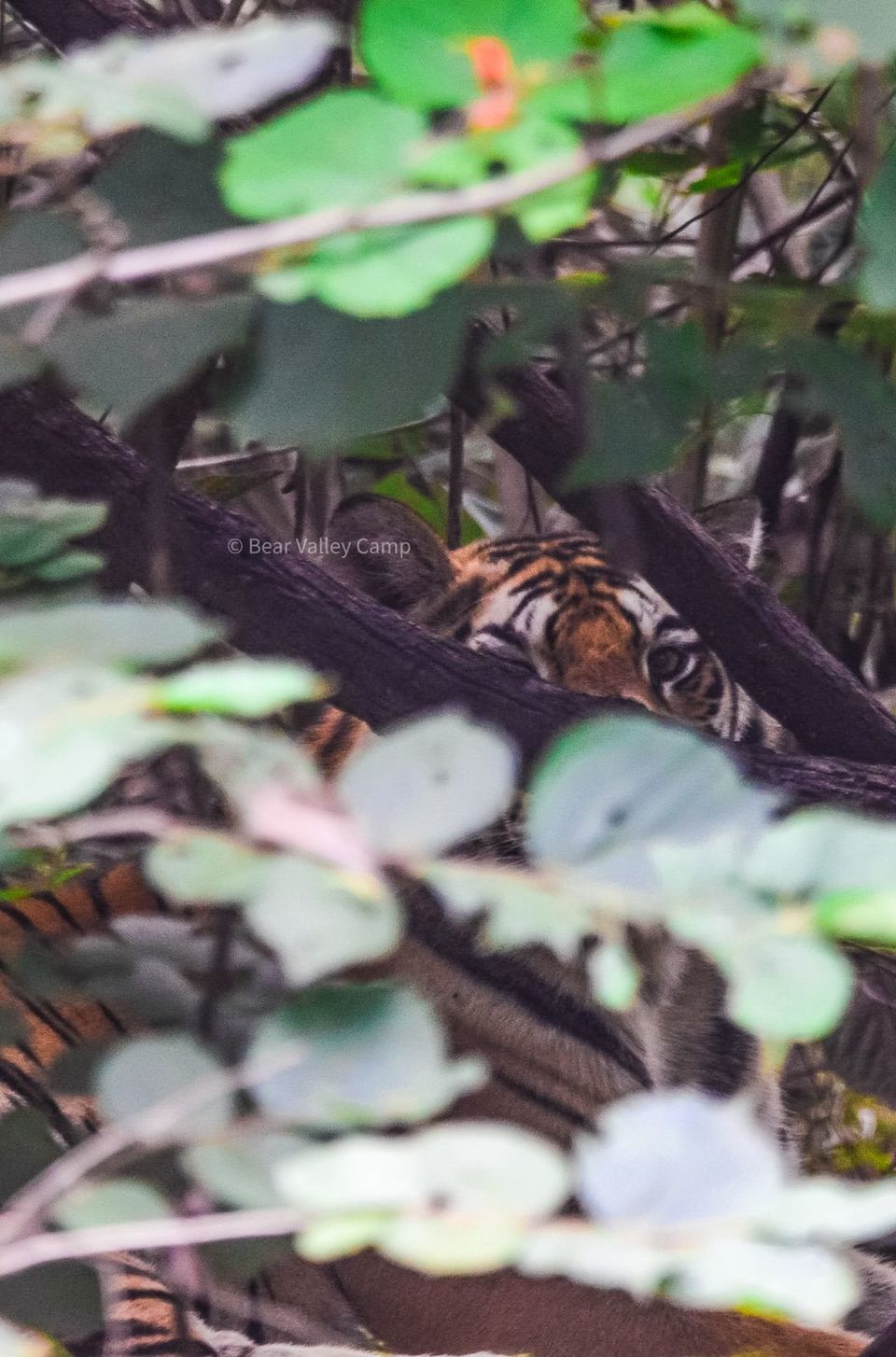 Photo of Photographing Tigers in the Wild by Salil Dalvi