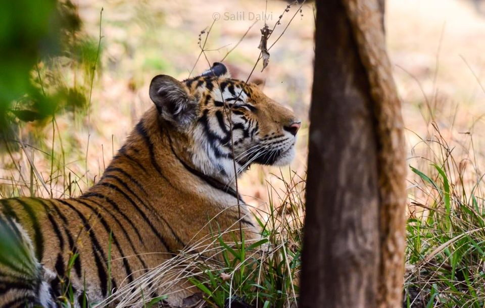 Photo of Photographing Tigers in the Wild by Salil Dalvi