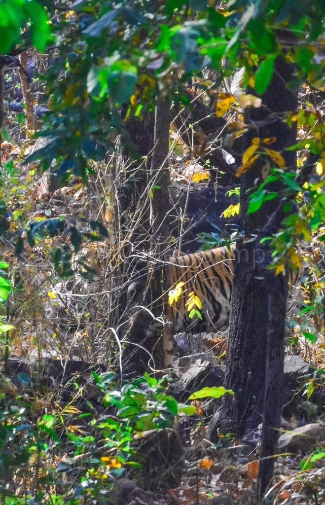 Photo of Photographing Tigers in the Wild by Salil Dalvi