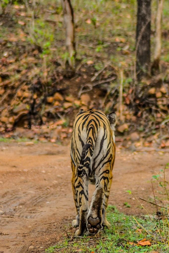 Photo of Photographing Tigers in the Wild by Salil Dalvi