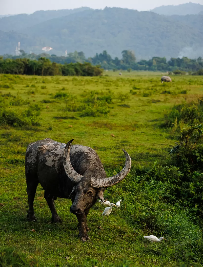 Photo of Memories and Mistakes – Meghalaya trip (12 days) by Ameet Kela